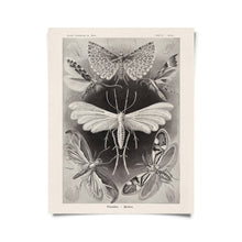 Vintage Haeckel Moth Insect Print with Frame