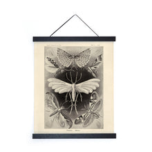 Vintage Haeckel Moth Insect Print with Frame
